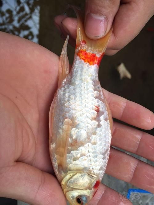 能否提供更多金魚根部充血的圖片（金魚根部充血會自愈嗎）