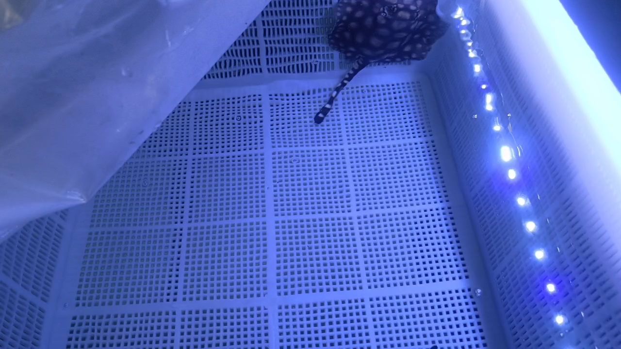 生小魚(yú)（小魚(yú)孵化過(guò)程是魚(yú)類繁殖中的一個(gè)重要環(huán)節(jié)，新年特快樂(lè)）