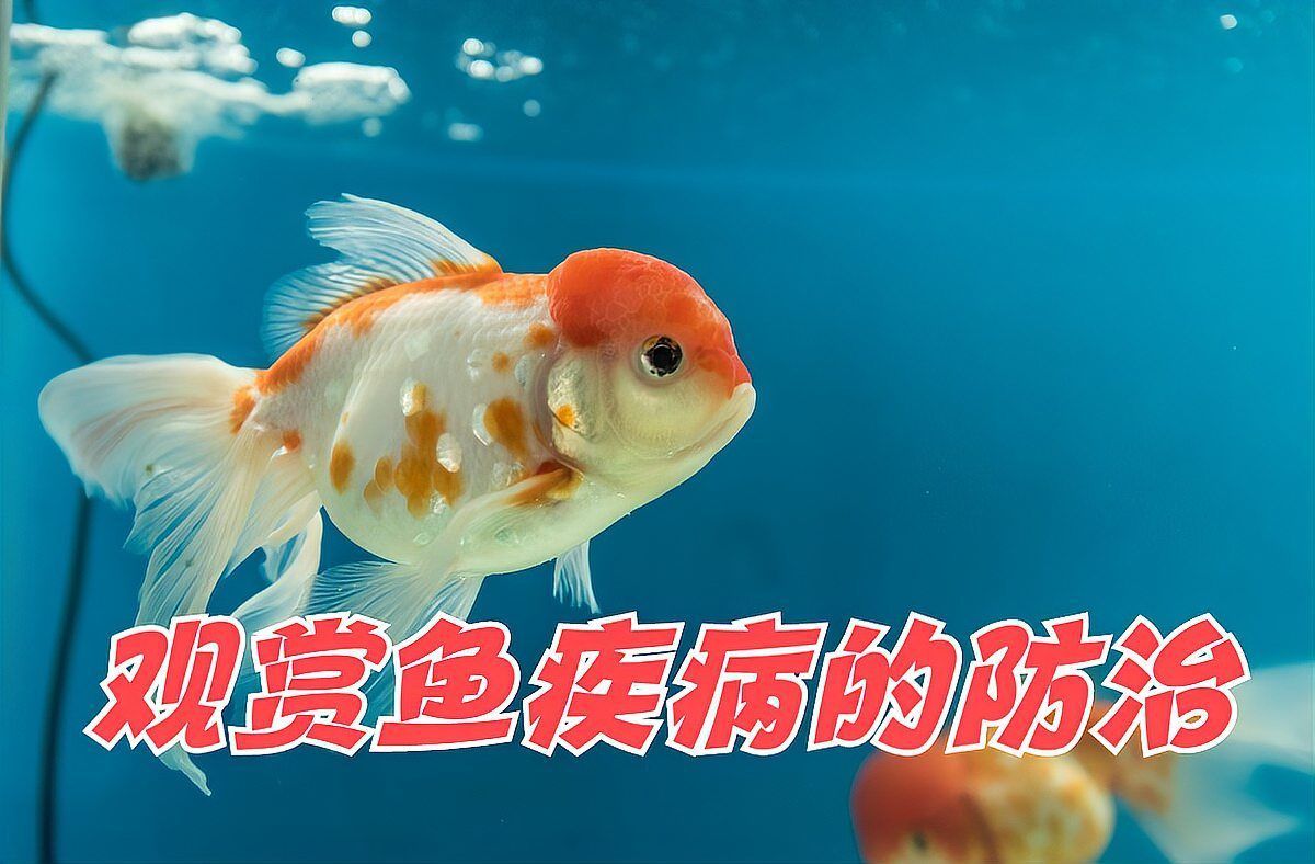 魚鰭根部充血會復(fù)發(fā)嗎