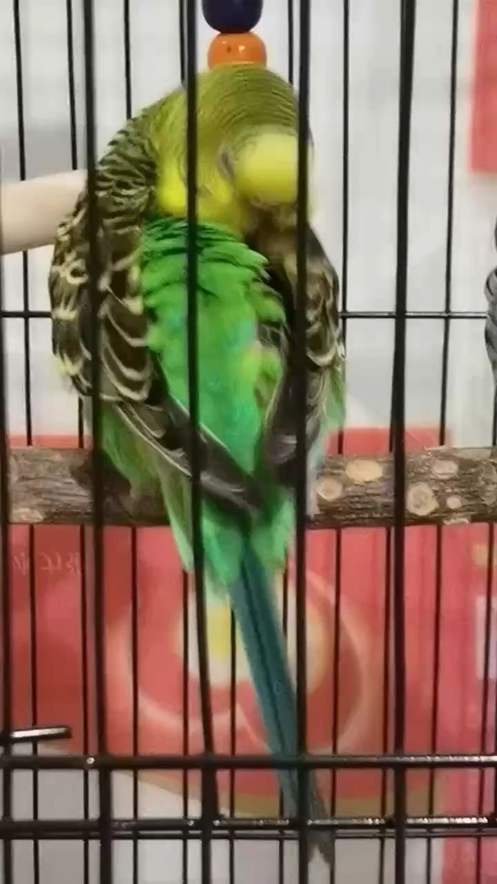 鸚鵡鳥（各位大神知道鸚鵡鳥這是咋回事嗎？會(huì)啄自己然后被啄沒毛了）