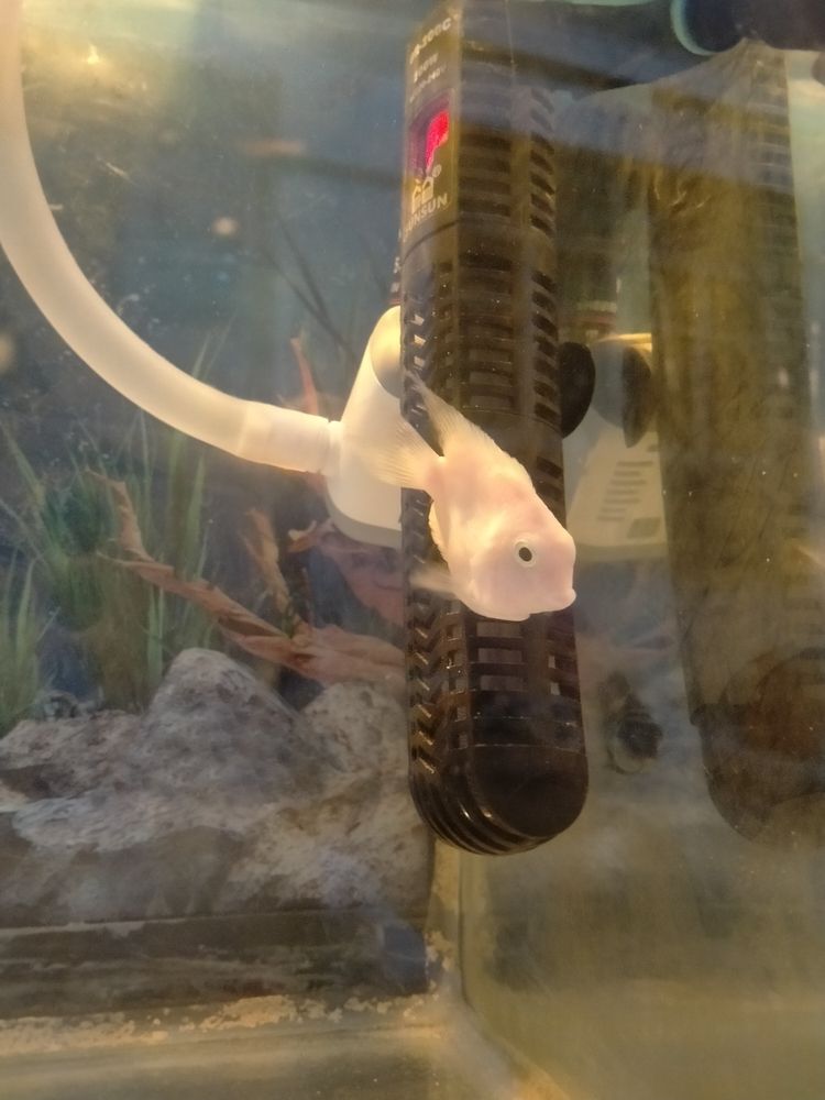自家養 白色鸚鵡魚 健康好養 本地自提（自家養白色鸚鵡魚）
