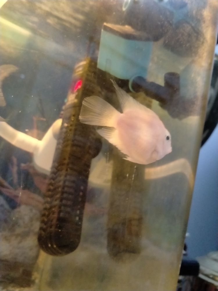 自家養 白色鸚鵡魚 健康好養 本地自提（自家養白色鸚鵡魚）