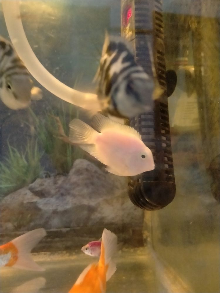 自家養 白色鸚鵡魚 健康好養 本地自提（自家養白色鸚鵡魚）