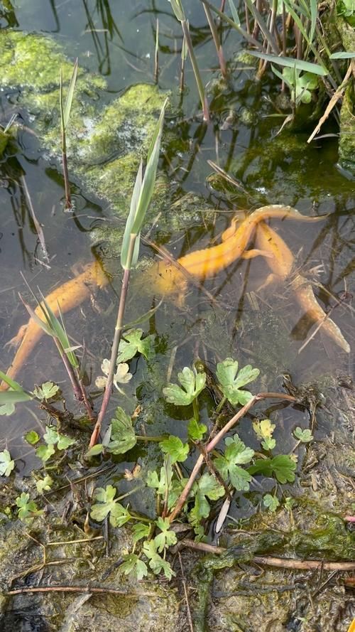 哪個品種的六角龍魚最受歡迎（最受歡迎的六角龍魚）