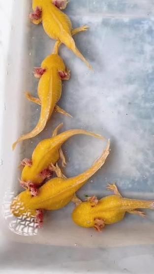哪個品種的六角龍魚最受歡迎（最受歡迎的六角龍魚）