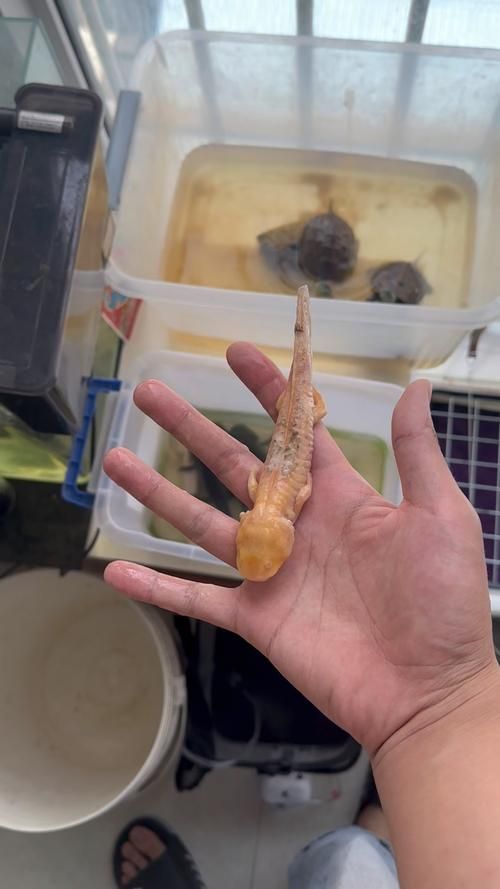 哪個品種的六角龍魚最受歡迎（最受歡迎的六角龍魚）