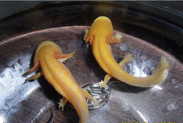 哪個品種的六角龍魚最受歡迎（最受歡迎的六角龍魚）