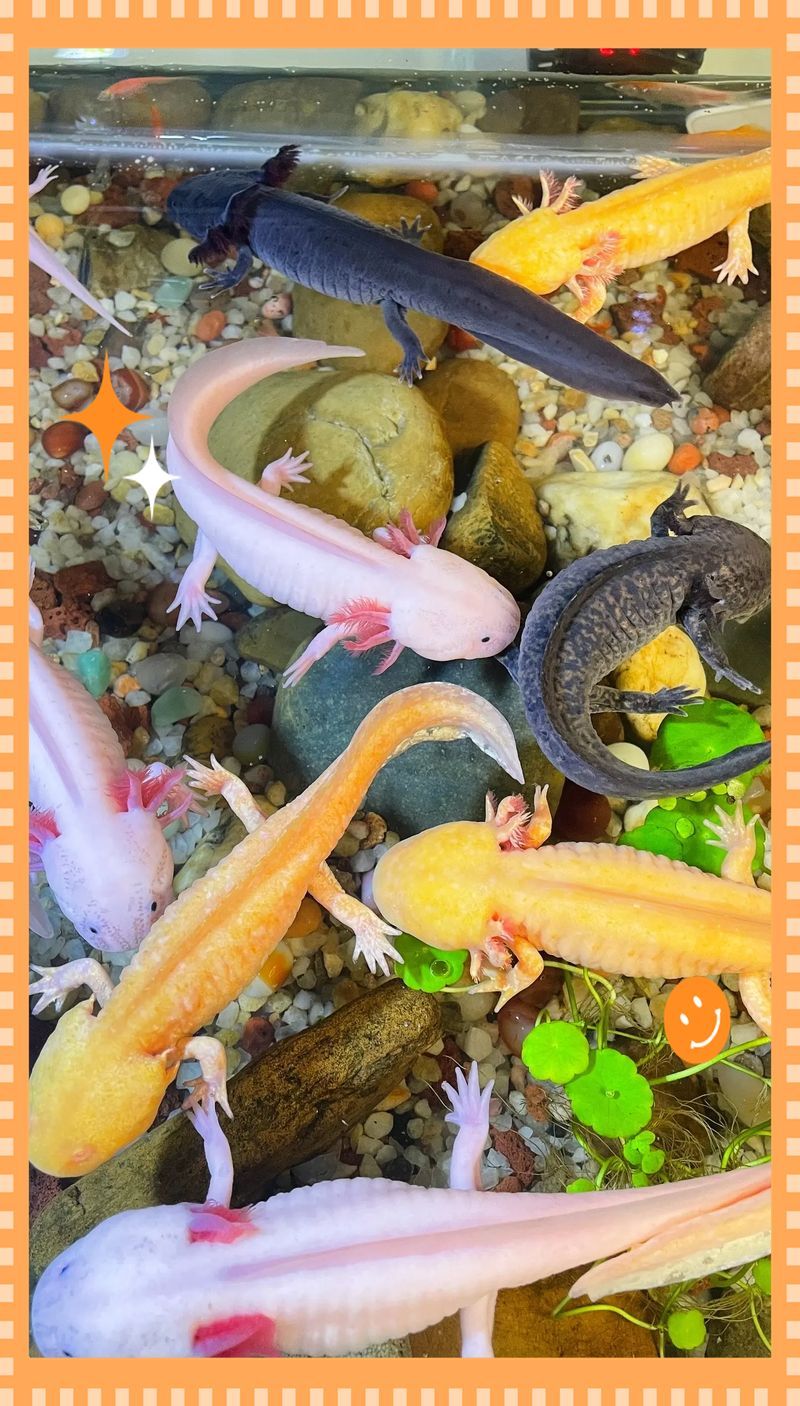哪個品種的六角龍魚最受歡迎（最受歡迎的六角龍魚）