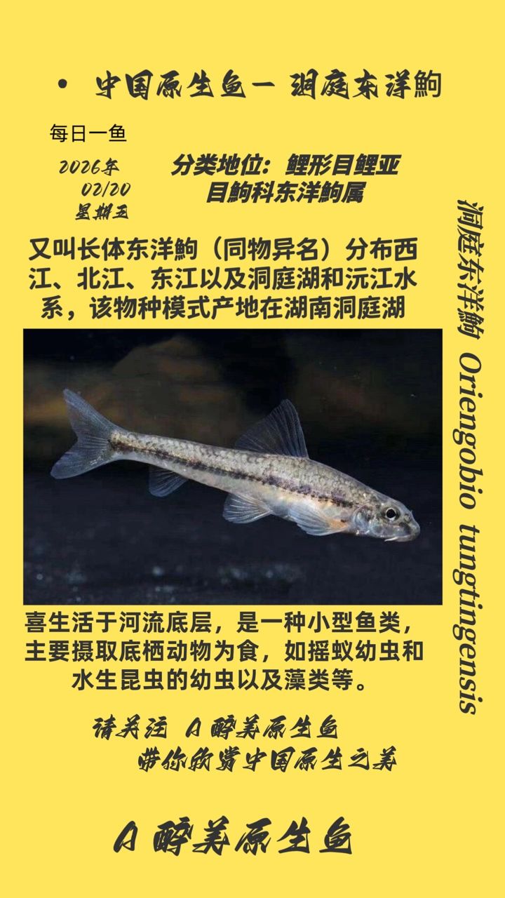 洞庭東洋鮈（東洋鮈，一種生活在長江中下游的淡水魚類屬于鯉科）