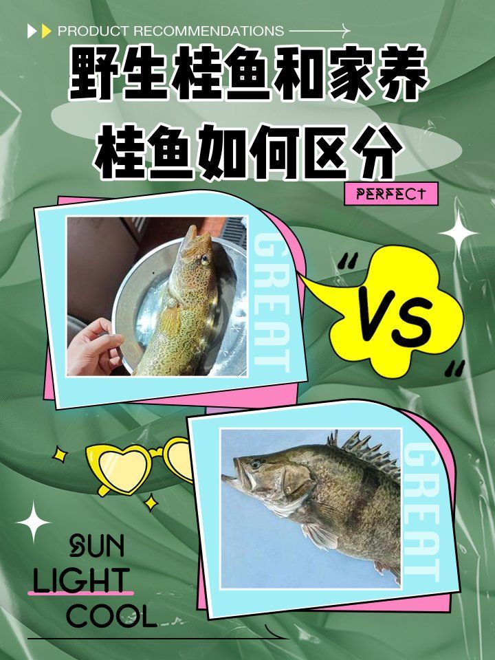 如何挑選新鮮的桂魚（如何挑選一條新鮮的桂魚）
