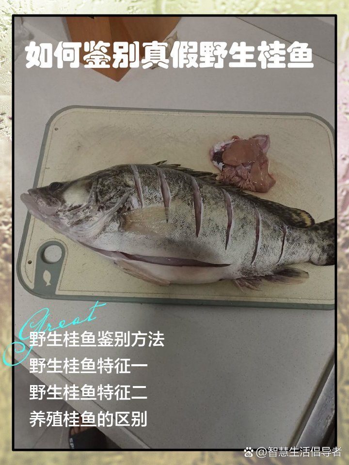如何挑選新鮮的桂魚（如何挑選一條新鮮的桂魚）