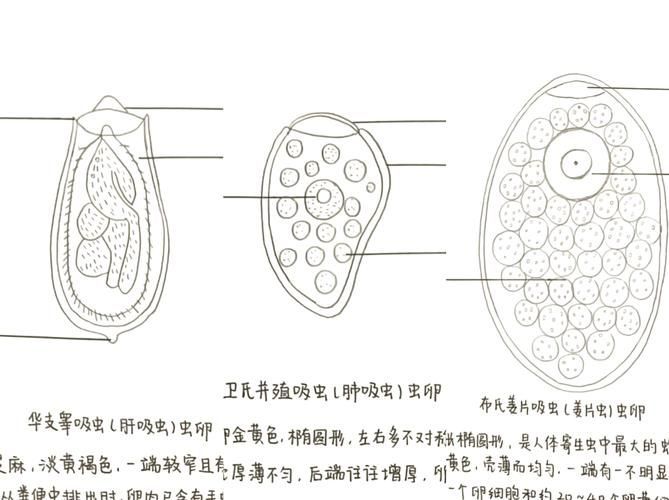 哪些常見的魚寄生蟲對人體有害（中國衛健委與國家食品安全風險評估中心魚寄生蟲詳解）