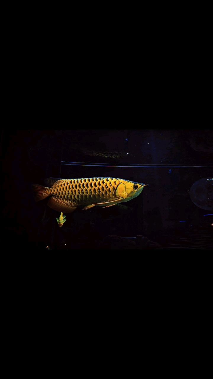 過年不讓放炮，那就玩魚（過年不讓放炮，那就玩魚吧）