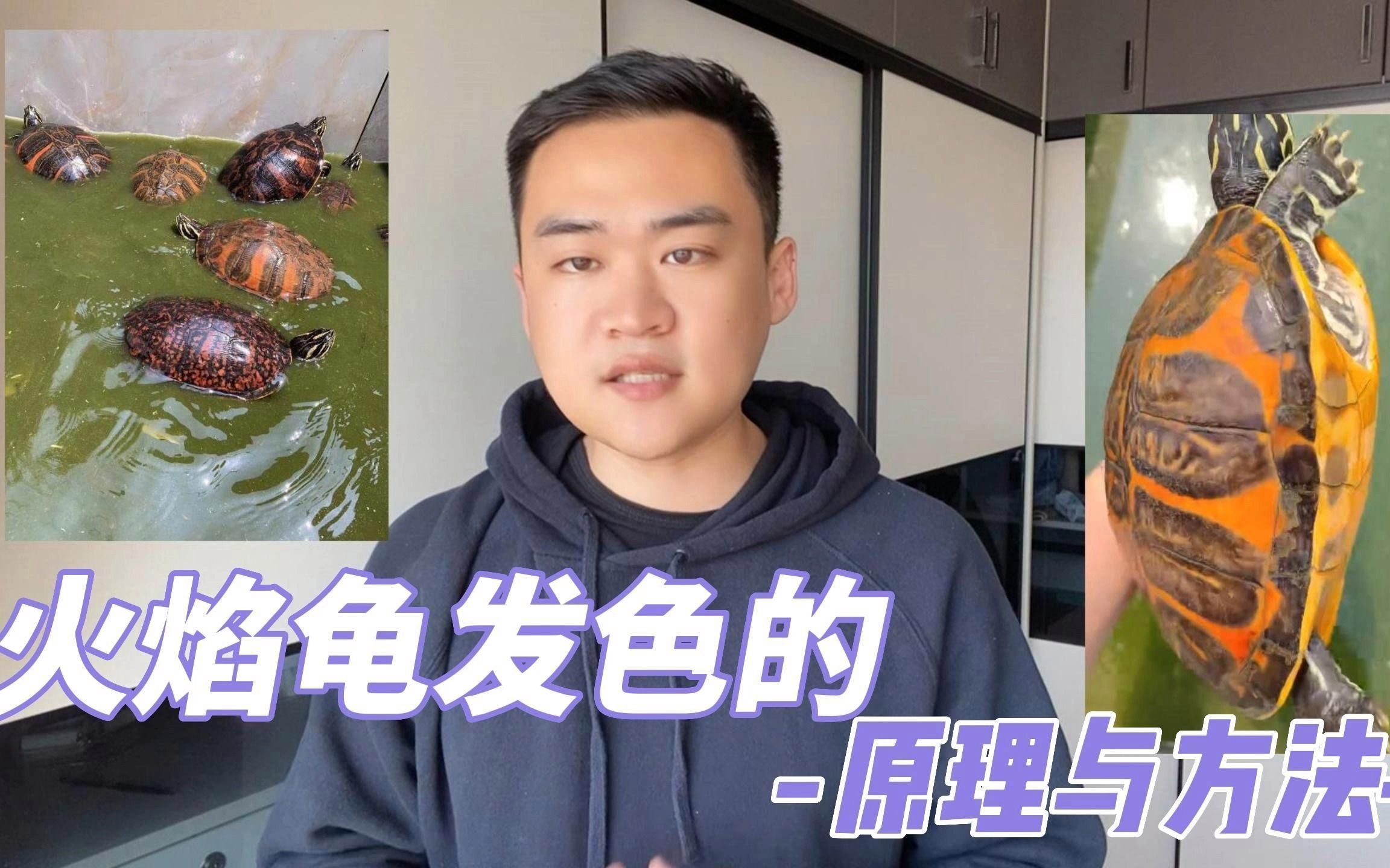 哪些龜類(lèi)色彩變化最明顯（火焰龜、紅耳彩龜、金錢(qián)龜是色彩變化最明顯的三大品種）