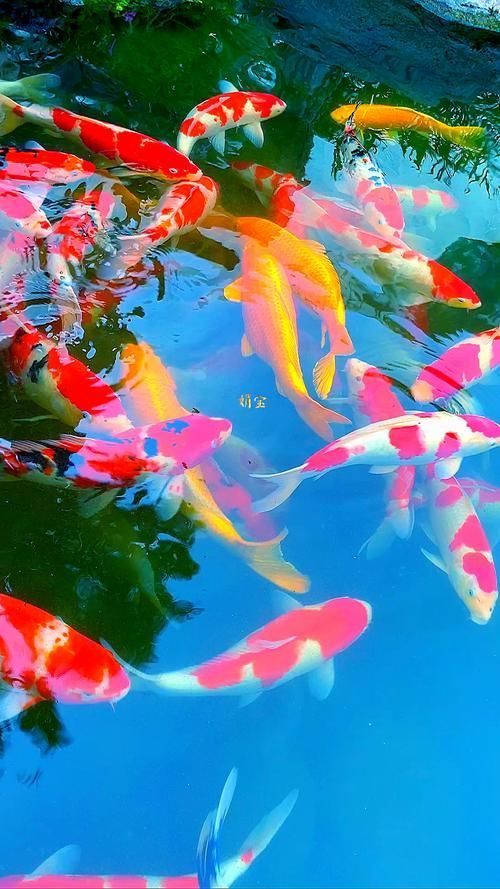 能否提供更多鎮宅魚的圖片（鎮宅魚的風水寓意）