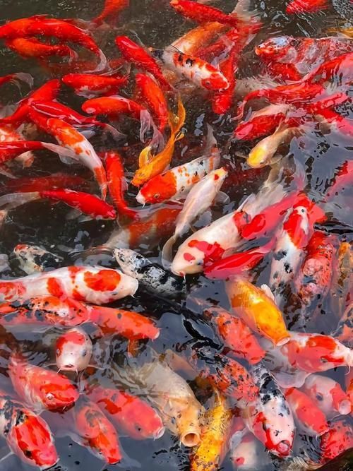 能否提供更多鎮宅魚的圖片（鎮宅魚的風水寓意）