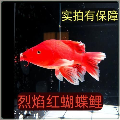能否提供更多鎮宅魚的圖片（鎮宅魚的風水寓意）