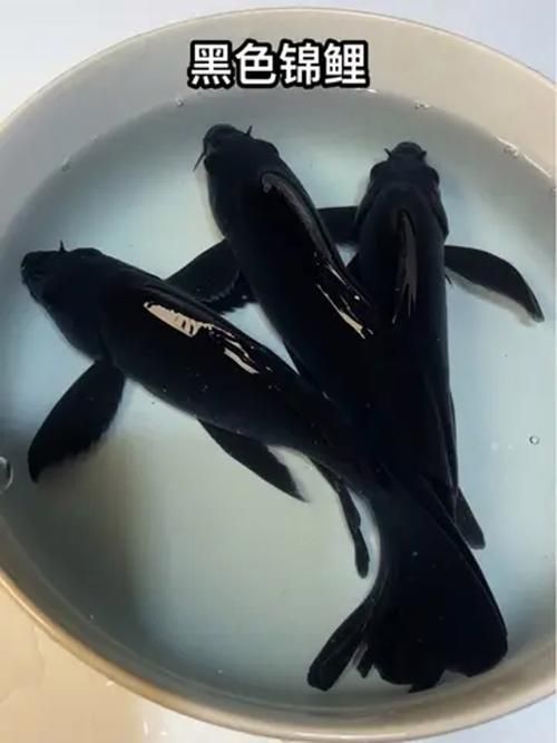 能否提供更多鎮宅魚的圖片（鎮宅魚的風水寓意）