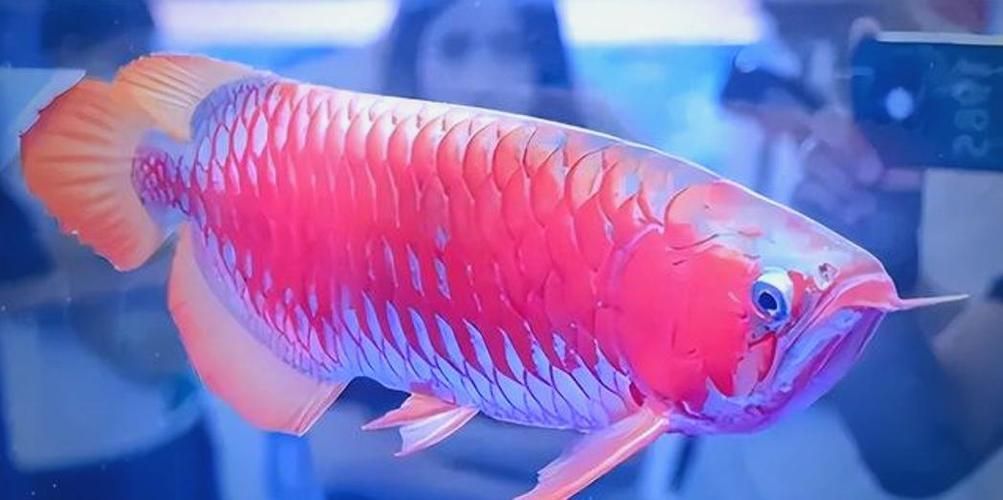 龍魚價格何時會波動最大（龍魚價格波動最大的時期）