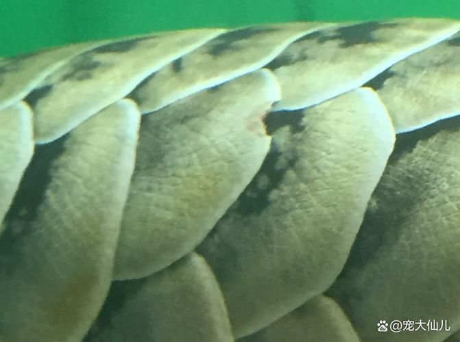 龍魚寄生蟲圖片（如何判斷龍魚是否感染寄生蟲）