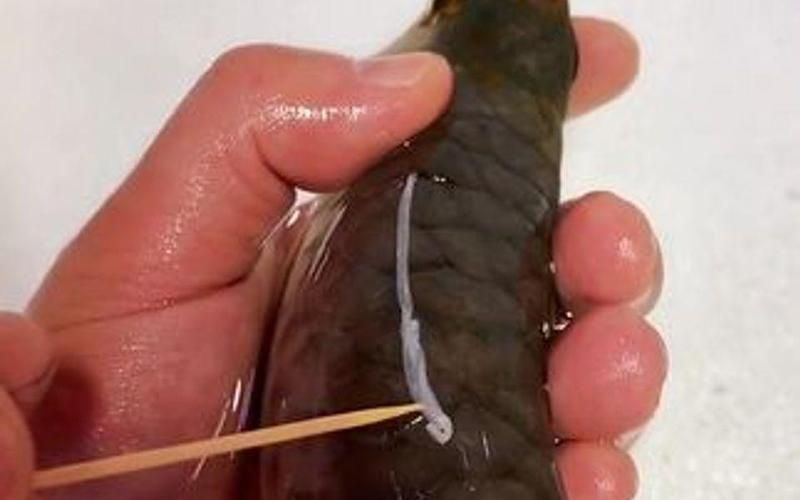 龍魚寄生蟲圖片（如何判斷龍魚是否感染寄生蟲）