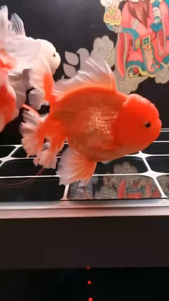 漂亮（“漂亮”的多維解讀）