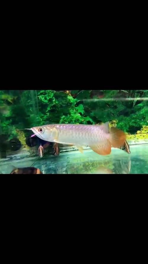號(hào)半和紅龍哪個(gè)更有收藏價(jià)值（《魔獸世界》中號(hào)半和紅龍哪個(gè)更有收藏價(jià)值？）