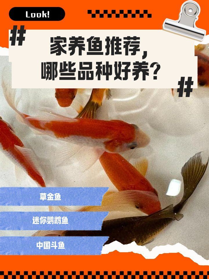 這些小魚中哪一種最具有觀賞價值（哪種小魚最具觀賞價值？）