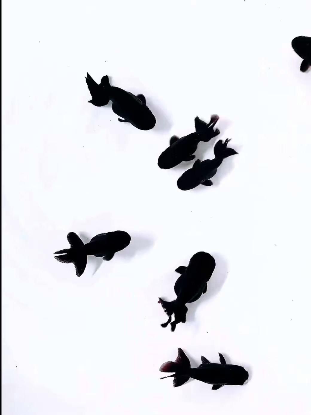 這些小魚中哪一種最具有觀賞價值（哪種小魚最具觀賞價值？）