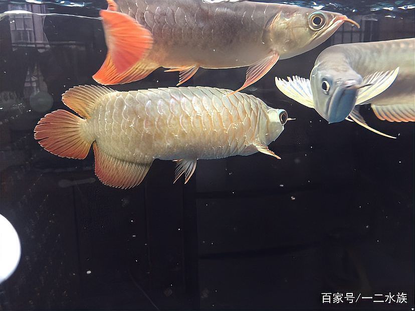 龍魚細(xì)菌感染會復(fù)發(fā)嗎（關(guān)于龍魚細(xì)菌感染復(fù)發(fā)）