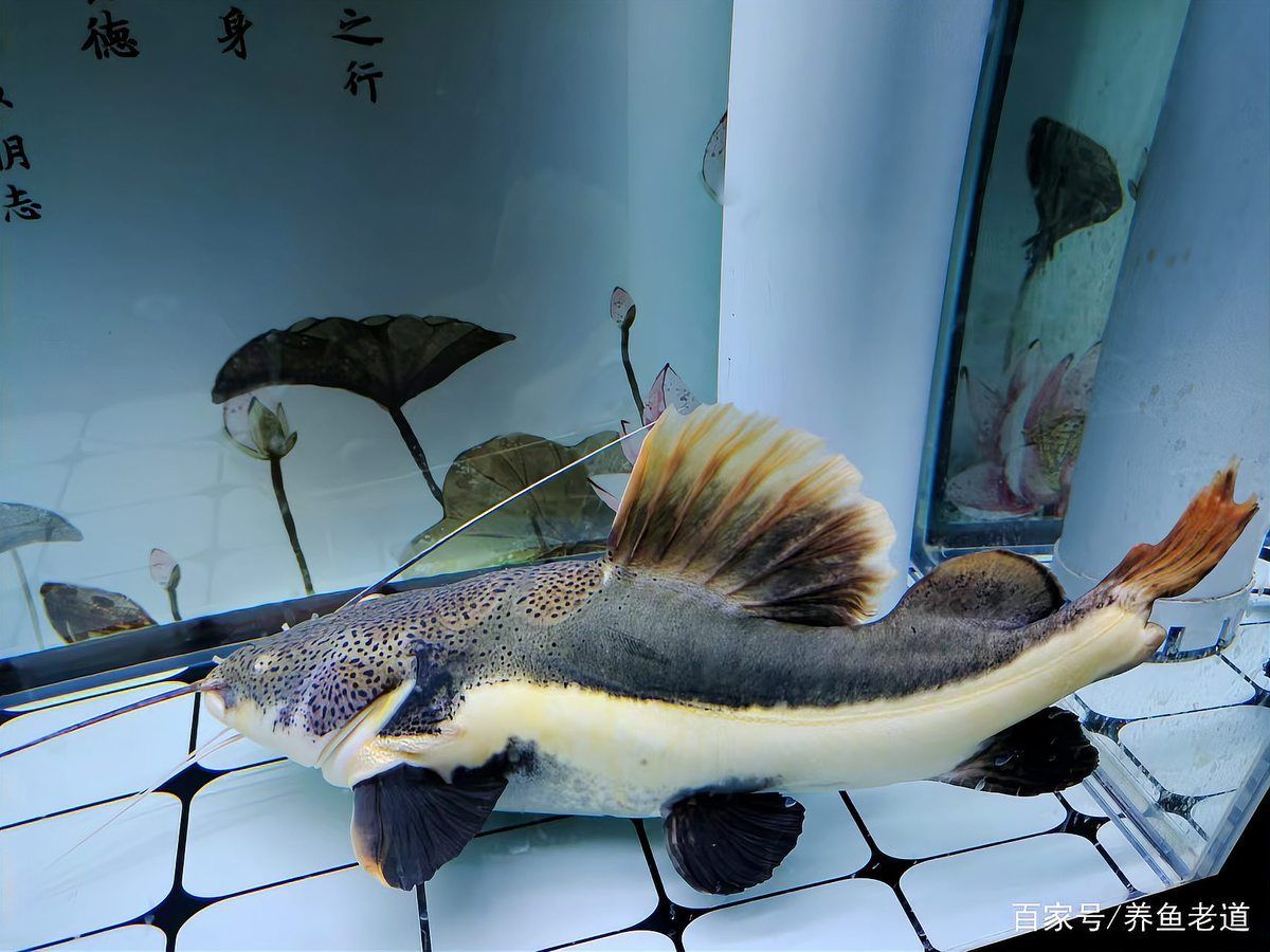 龍魚細(xì)菌感染會復(fù)發(fā)嗎（關(guān)于龍魚細(xì)菌感染復(fù)發(fā)）