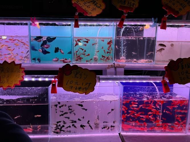 哪里可以買到天津新鮮的龍魚(yú)？（天津龍魚(yú)市場(chǎng)購(gòu)買指南）