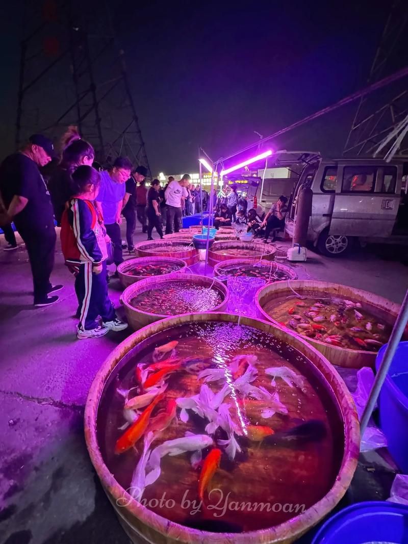 哪里可以買到天津新鮮的龍魚(yú)？（天津龍魚(yú)市場(chǎng)購(gòu)買指南）