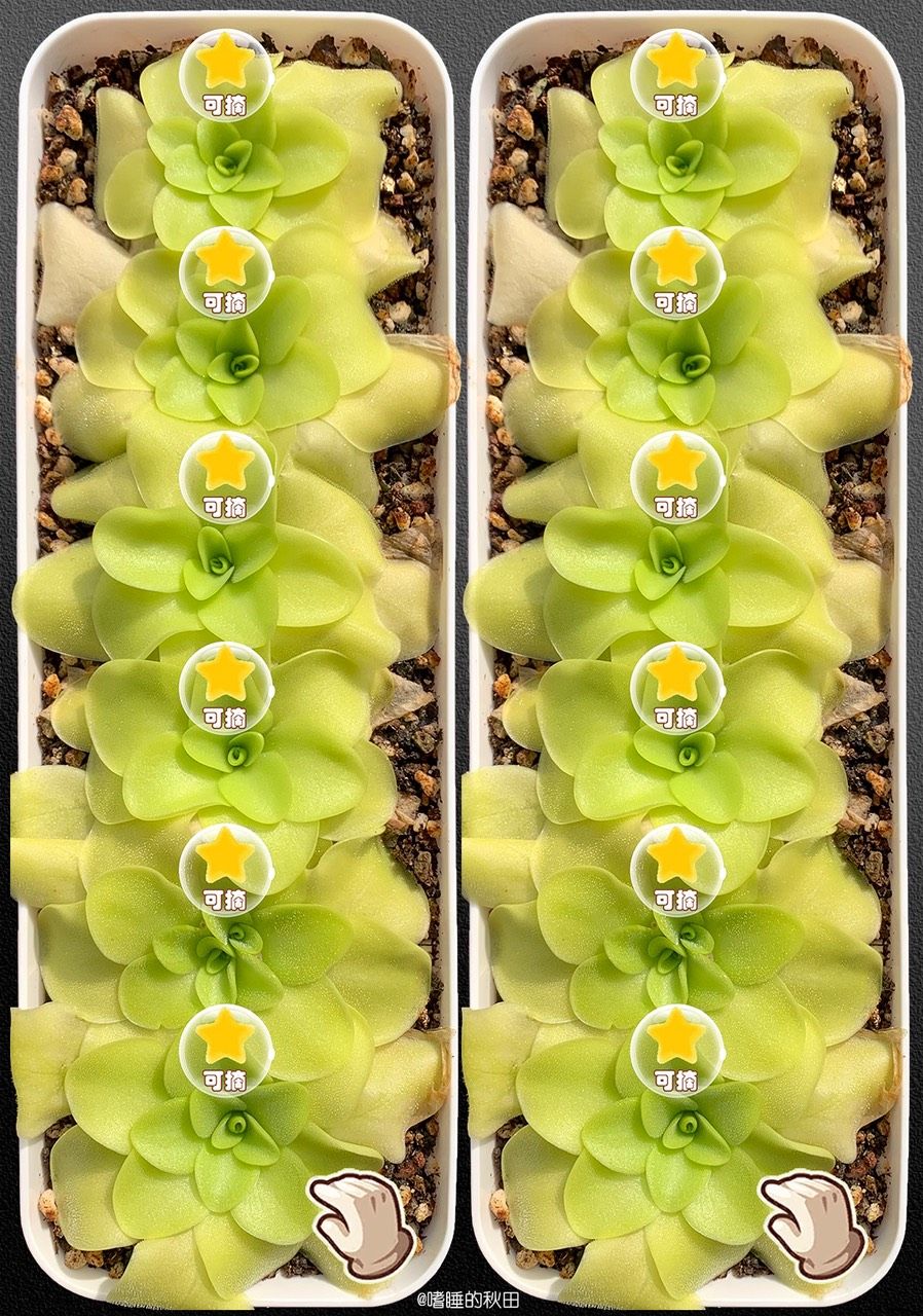 早起收菜，來??！偷我的菜（早起收菜，偷我的菜）