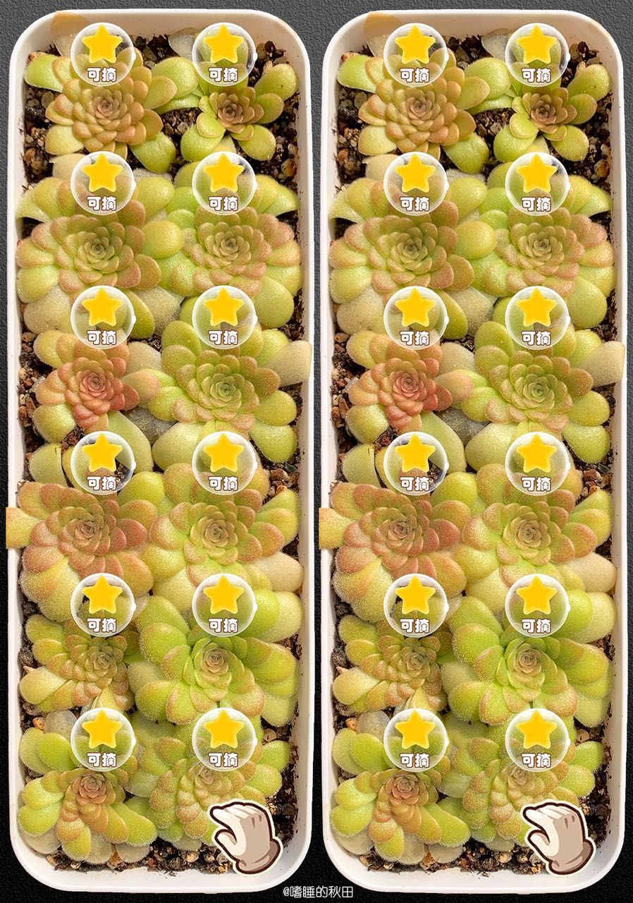 早起收菜，來?。⊥滴业牟耍ㄔ缙鹗詹耍滴业牟耍?></span></p><p class=
