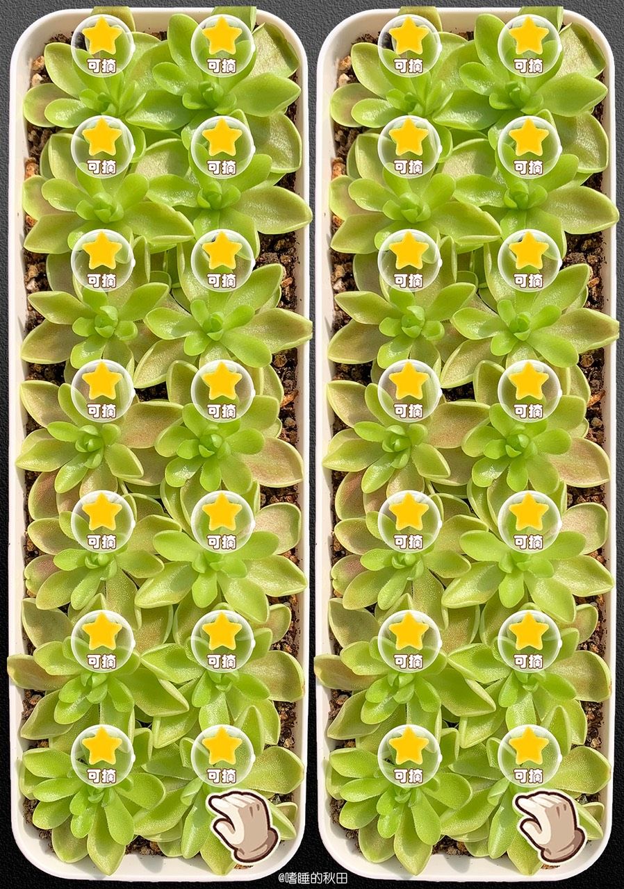 早起收菜，來啊！偷我的菜（早起收菜，偷我的菜）