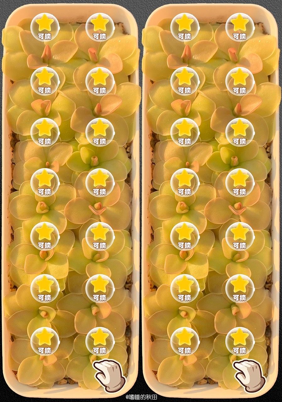 早起收菜，來??！偷我的菜（早起收菜，偷我的菜）