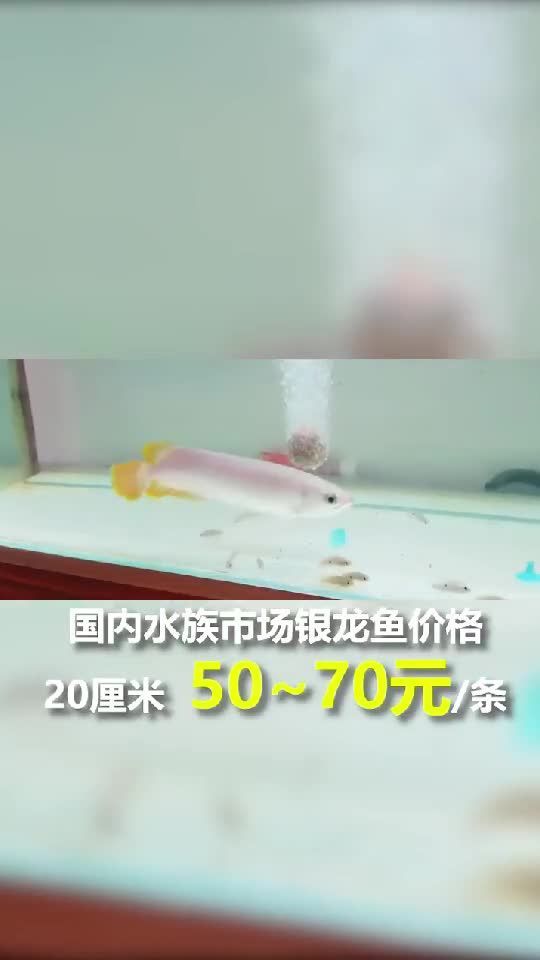 銀龍魚的主要品種有哪些（銀龍魚是什么品種）