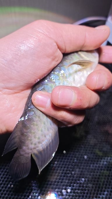 小白入坑，求指教，這是青龍還是金龍？（小白入坑，求指教，這是青龍還是金龍）