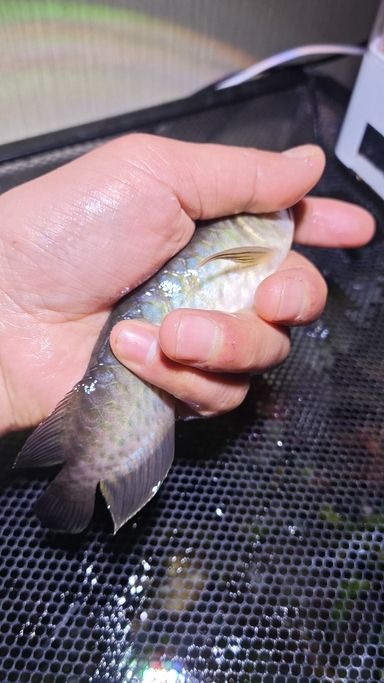 小白入坑，求指教，這是青龍還是金龍？（小白入坑，求指教，這是青龍還是金龍）