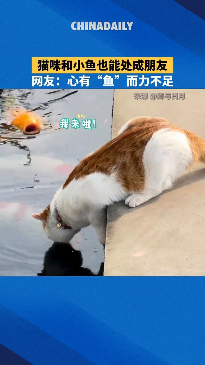 如何判斷貓和魚是否和諧共處（如何判斷貓和魚的和諧性）