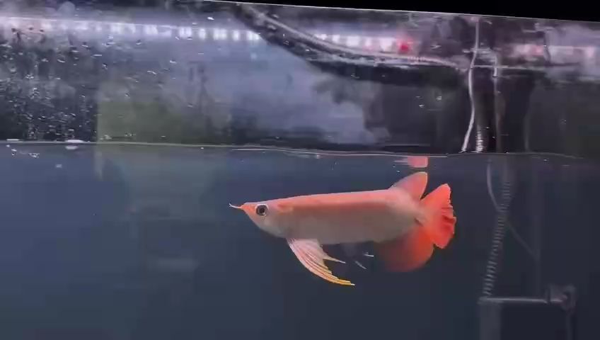 更新（ai在教育領域的應用）
