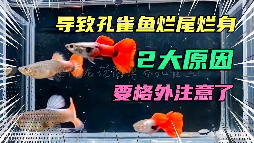 魚爛身是什么原因（導致孔雀魚爛尾爛身的2大原因）