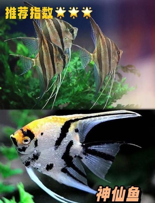 有哪些觀賞魚品種適合高清拍攝（高清拍攝的觀賞魚品種）