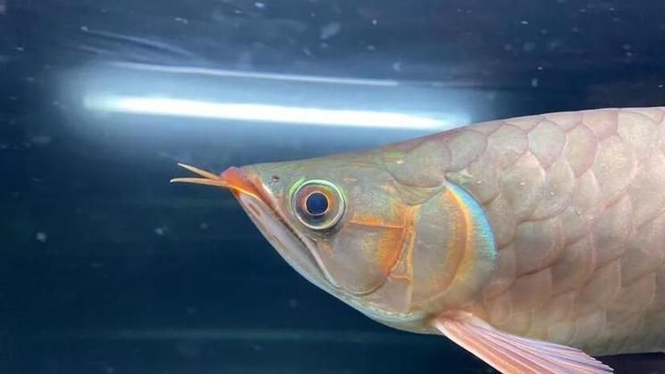 給我一些預防龍魚蒙眼的圖片（如何預防龍魚蒙眼）