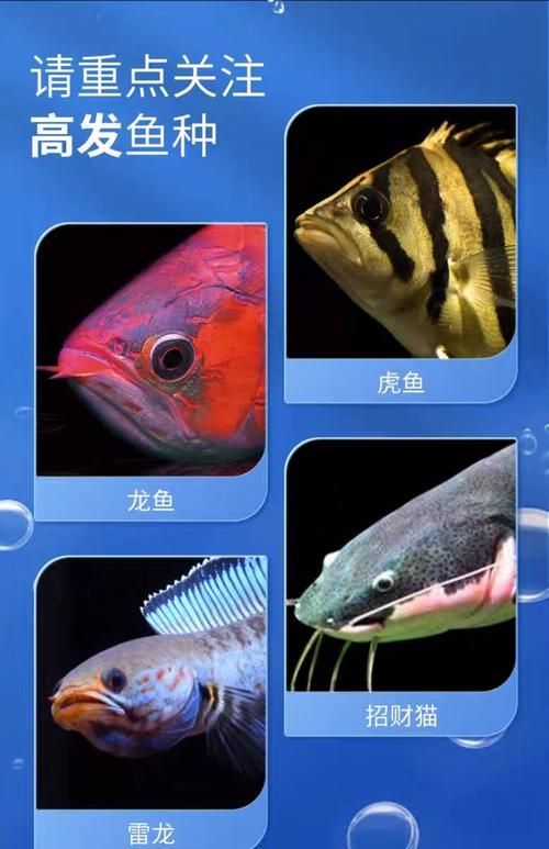 給我一些預防龍魚蒙眼的圖片（如何預防龍魚蒙眼）