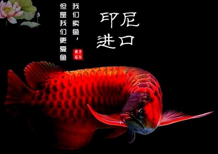 給我一些預防龍魚蒙眼的圖片（如何預防龍魚蒙眼）