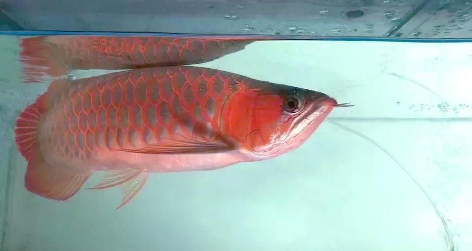 給我一些預防龍魚蒙眼的圖片（如何預防龍魚蒙眼）