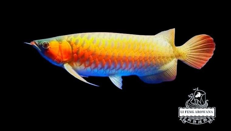 給我一些預防龍魚蒙眼的圖片（如何預防龍魚蒙眼）