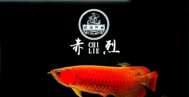 給我一些預防龍魚蒙眼的圖片（如何預防龍魚蒙眼）